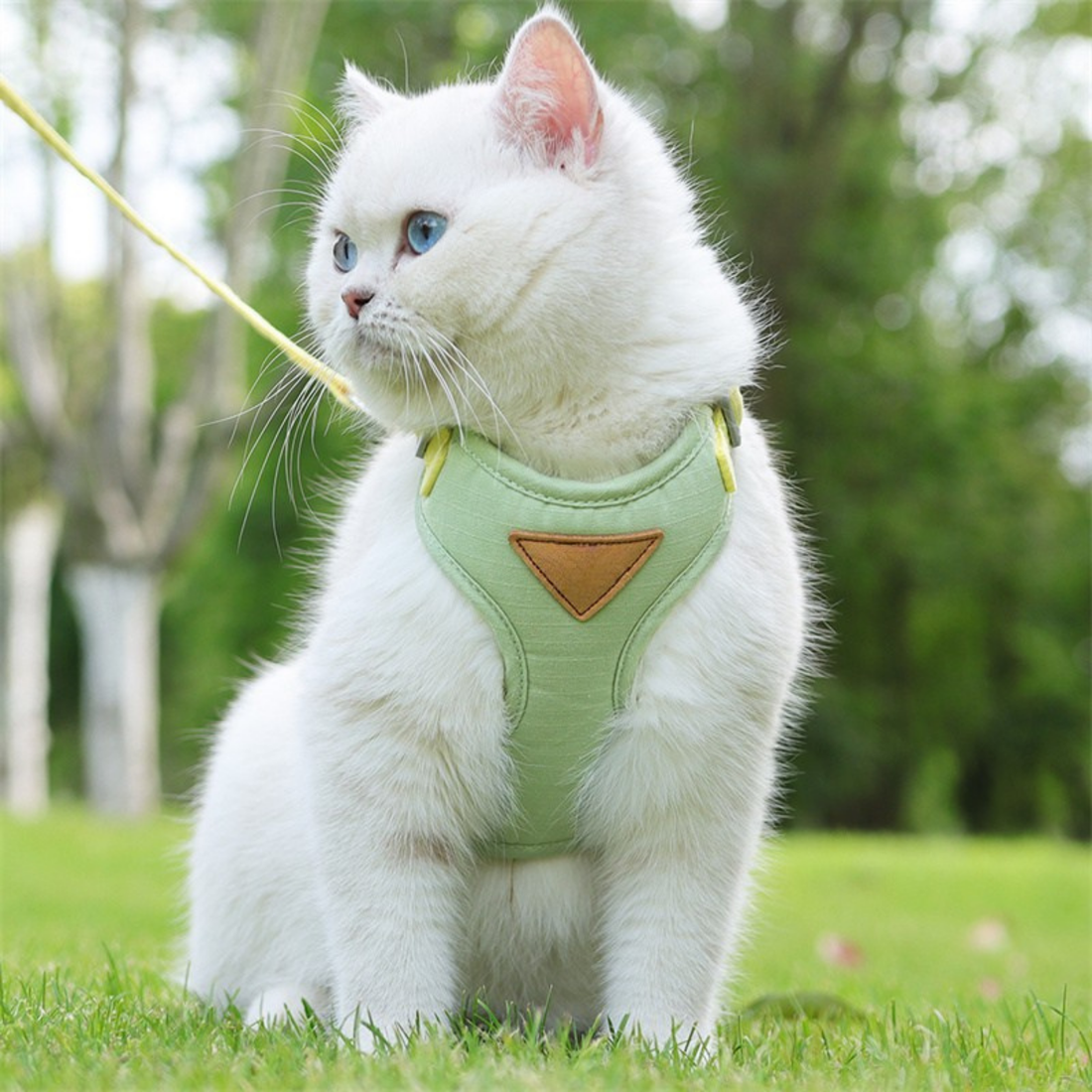 Can You Camp with an Indoor Cat? How to Train Safely