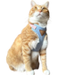 Cat Harness with Leash and Collar Set