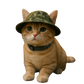 Catano